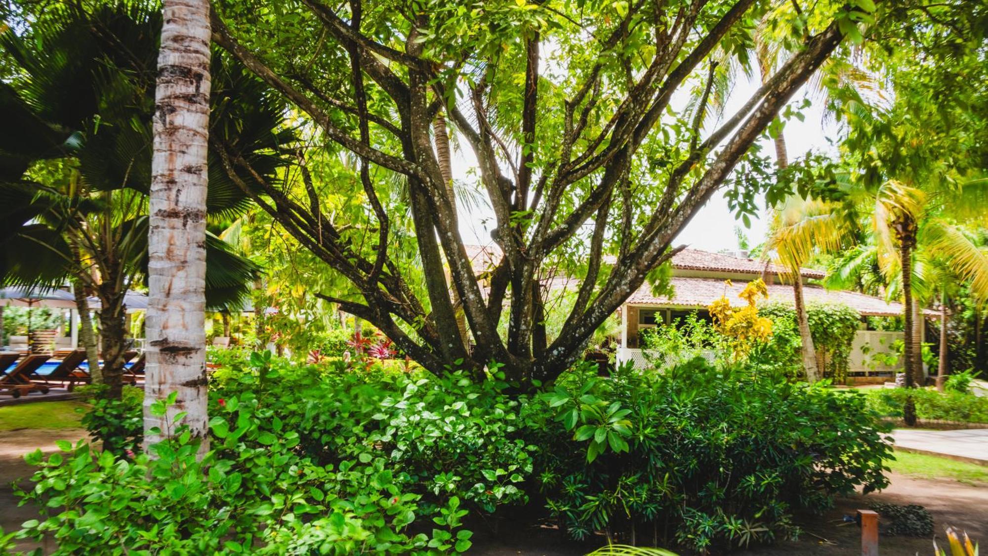 ホテル Casa Acayu São Miguel dos Milagres エクステリア 写真